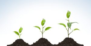 plants growing
